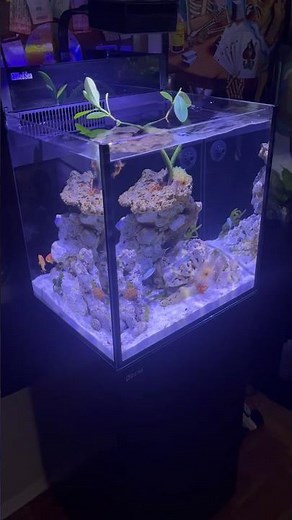 Red Sea Max Nano has everything you need to get to ur reef tank up and running! #aqualabcreations