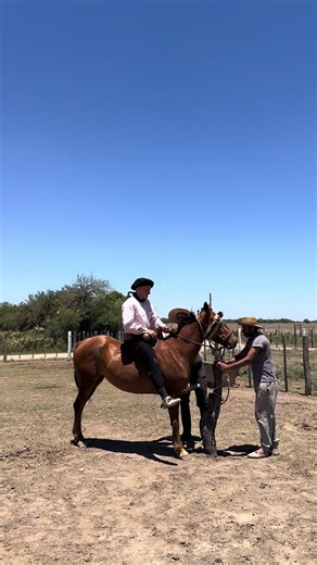 Caballo Percherón en Jesús María, Argentina
