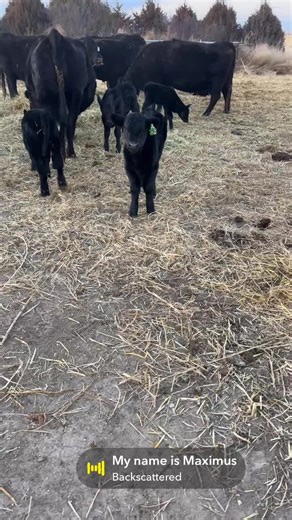 Understanding Calving Ease in Cattle