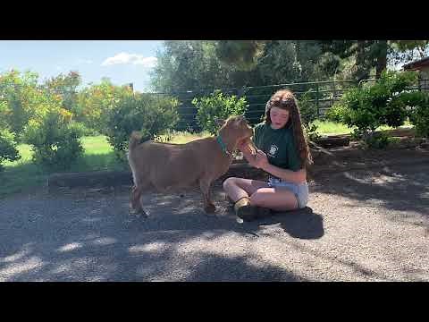 4-H How to: Show Goats