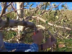 Pruning - Apple Trees