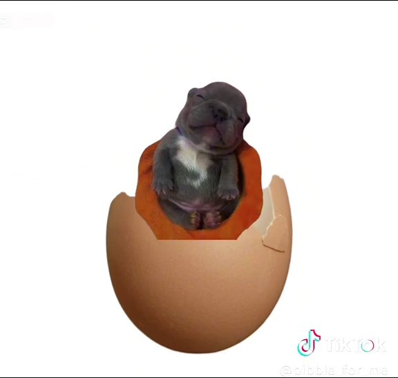 Exciting Pibble Egg Reveal on TikTok