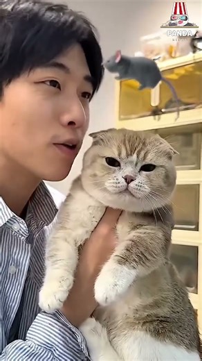 cute cat 😺🐈‍⬛