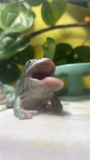 Hopp'in Help | It’s raining crickets! Hallelujah! #whitestreefrog #frog #frogs #treefrog #treefrogs #hoppinhelp | Instagram