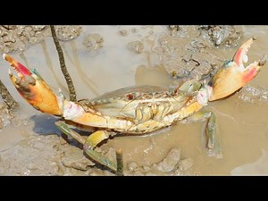 Trapping fish, shrimp and crab by fishermen way (Đặt bung bắt được cua bể)