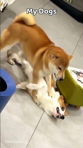 Normal Dogs vs. My Dog: The Struggle is Real! 😂 #FunnyTails #Shorts