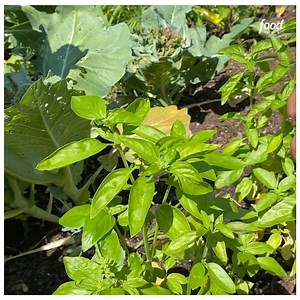 196K views · 1.1K reactions | Fresh Herbs vs. Dried Herbs Find out which Michael D. Symon prefers and how to substitute each of them if you happen to run out! #SymonDinners > Today at 12:30|11:30c | Food Network | Facebook