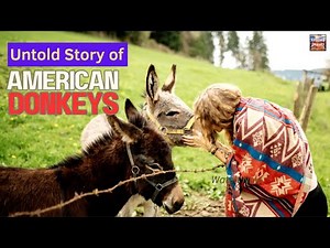 Humble Heroes: The Untold Story of American Donkeys
