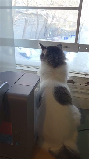 oreos a full time bird watcher #viral #cat #cute