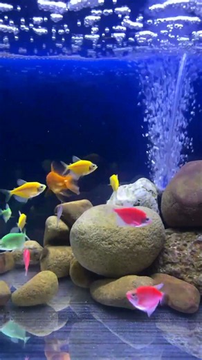 Relaxing Aquarium Fish Tank 4K UHD 🌊 Peaceful Underwater World for Sleep #fish #aquarium #fishtank