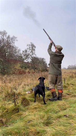 Driven Pheasant Shooting with Labrador Retriever Gundog #shotgun #dog