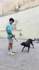 17K views · 181 reactions | Margaux Learning The Down Command | Level 1 Obedience Training | Dog Trainer Cebu | Facebook