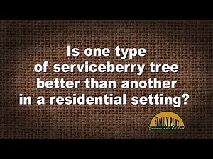 Q&A – Is one type of serviceberry better in a residential setting?