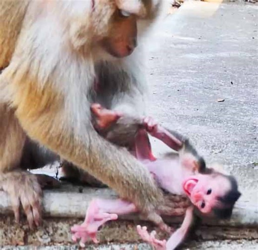 50K views · 1.3K reactions | Heartbreaking video to see mom mistreat to abandoned her newborn baby monkey so mean | Monkey Daily TV | Facebook
