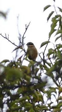モズ（百舌・鵙 Lanius bucephalus）の鳴き声 2022年9月11日撮影
