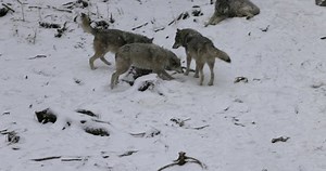 Wolf Tries Play Other Wolves Pack Stock Footage Video (100% Royalty-free) 1069370233 | Shutterstock