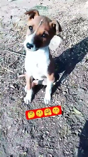 baat kadavi hai per such hai #dog #cutepuppy #petlover #viralshortyoutube