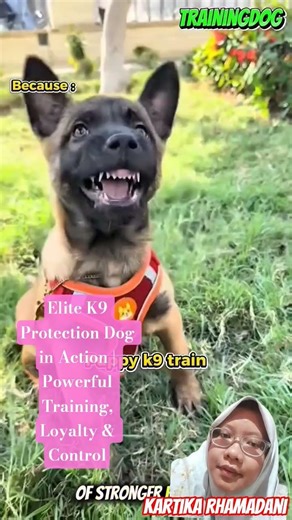 Elite K9 Protection Dog in Action | Powerful Training, Loyalty & Control #dog #k9unit #dogtraining