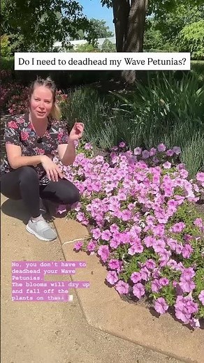 Wave Petunias Pink Pearl Beautiful for Container Gardening #garden #gardening