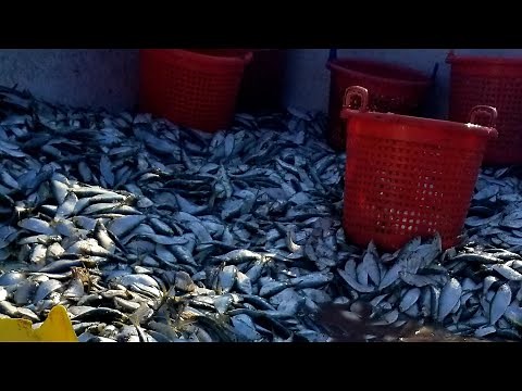 Catching 1000's of 🐟fish🐟! Commercial fishing pound nets in the #Chesapeake Bay Virginia Beach VA
