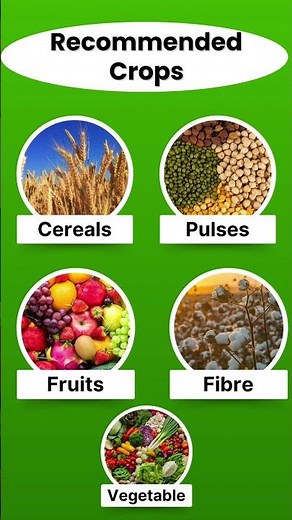 NPK 19:19:19 Water Soluble Fertilizer – Balanced Nutrient Formula for All Plants | 100% Soluble