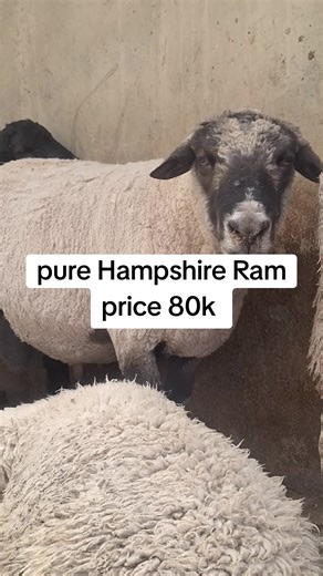 Explore Hampshire Sheep Farming in Githunguri