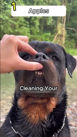5 fruits dogs can actually eat safely ❤️🐶 #doghealth #shorts