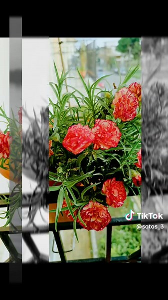 Ραδιο Βάλτος Live: Ακούστε Τα Δημοτικά Τραγούδια