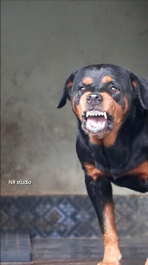 Angry Rottweiler barking and growling Sounds #angrypuppy #rottweilerpuppy #angrypets #cuteanimal