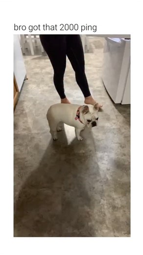 Vivid Humors on Instagram: "This video demonstrates a reflexive response in a domestic dog known as the cutaneous trunci reflex. ​The Subject A French Bulldog exhibits a delayed physical reaction after its owner lightly taps its hindquarters. The dog remains stationary for several seconds before performing a sharp, convulsive movement. ​The Mechanism The action is triggered by stimulating sensory receptors in the skin. This sends a signal through the dorsal root ganglia to the spinal cord, which