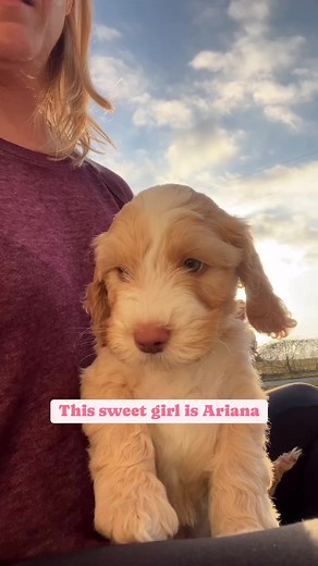 2.1K views · 51 reactions | Say hello to Ariana! She is a mini Australian Labradoodle and will be 20-25lbs. She is so sweet, playful, and patient. Ariana is ready for her forever family and we can’t wait to see who gets to take this sweet girl home! Message us if that’s you! #miniaustralianlabradoodle #australianlabradoodlepuppy #tuxedodoodle #australianlabradoodlebreeder #adoptme | Blessed Day Doodles | Facebook