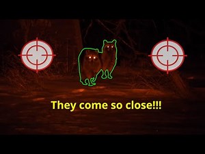 Raccoon Hunting at night!!!