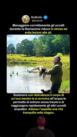 Il modo più delicato per liberare un’oca