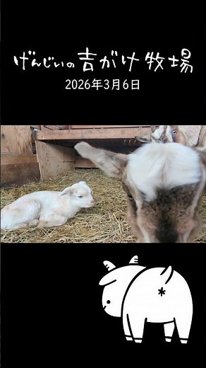 Bless You! 4-Day-Old Baby Goat Can't Stop Sneezing 🐐✨ #shorts