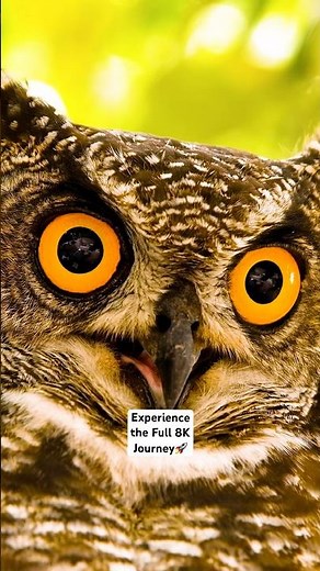 Hypnotic Nature: Majestic Owl Eyes in 8K HDR! 🤯