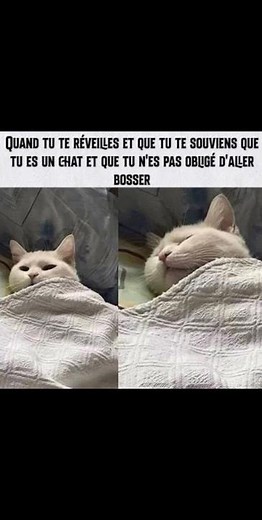 Préparez-vous à rire avec notre compilation hilarante de mêmes de chats et d'animaux et autres ! 🐾