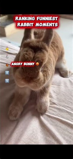 Ranking the Funniest Bunny Moments 😂🥕🐇 #funny #rabbit #fyp #trending #viral #fail #funnyreels