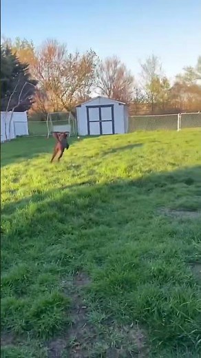 Beaux-IL, a gorgeous 2 year old male Labradoodle, is available for adoption through IDOG Rescue!