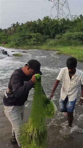 12 அடி மான்ஸ்டர் விசிறி வலை! அருவியில் வீசி உயிரோடு மீன் மாஸ் பிடிச்சோம்!" | castnet fishing video