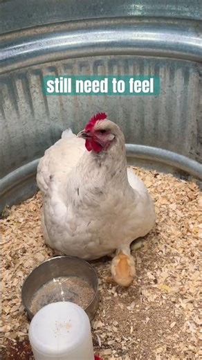 The Bible Said WHAT About Chickens??🐥 🐓 if baby chicks get this… Why don’t we? 💗 Psalm 91:4