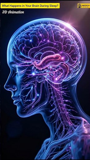 What Happens in Your Brain During Sleep? 🧠 | 3D Animation