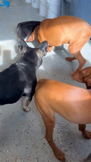 K#17241 Allenwood Pa 17810 | Spring Creek Kennel