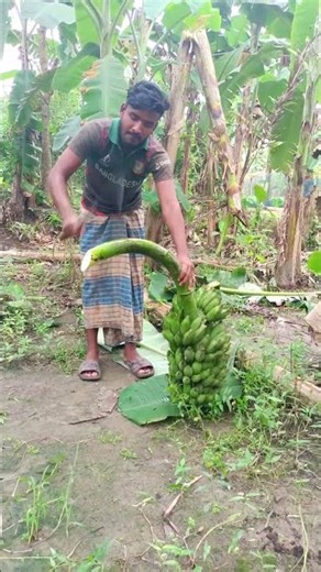 How to🤔 harvesting banana🍌 tree🌴 #satisfying #shorts #share #shortsfeed #viral #banana