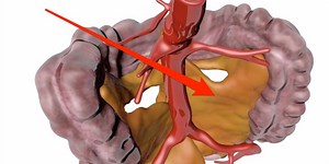 Here’s why the new human organ everyone’s talking about is so important