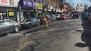A runaway cow escaped from a Queens Halal slaughterhouse and wandered around area streets. http://nyp.st/1UeDGx9 | New York Post