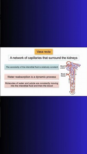 VASA RECTA! LOOP OF HENLE! COUNTERCURRENT! KIDNEYS! #kidney #water #physiology #cellbiology #cell