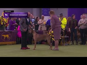 Rhodesian Ridgebacks | Breed Judging 2026