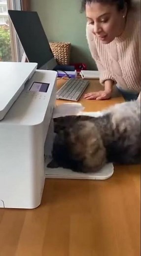 Cat vs Printer Gone Wrong