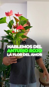 ✅🌷 Hablemos del Anturio, la Flor del Amor 🌷✅ Esta planta de interior, también conocida como Anthurium Andraeanum, es super famosa por sus flores con forma de corazón, que pueden durar hasta dos meses.Y encima, florece todo el año. 🌸 Pero eso no es lo mejor. Está en la lista de las plantas que mejor purifican el aire según la NASA. 🪐 Estos son los cuidados: ☀️Sobre la luz: Le gusta la luz brillante e indirecta, pero no es súper exigente. Cerca de una ventana será feliz. 💧Sobre el riego: Rieg