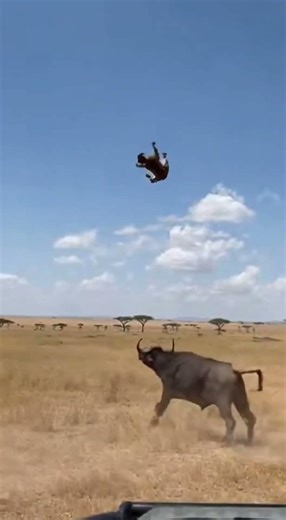 Buffalo Rescues Female Safari Guide From Leopard - 90 Meter Launch! 💥 #safari #buffalo #shorts